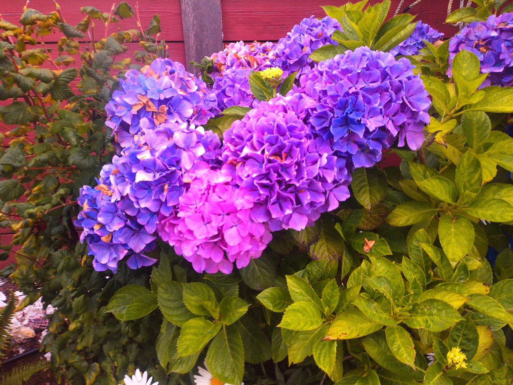 photo of pick and purple hydrangeas growing on a bush